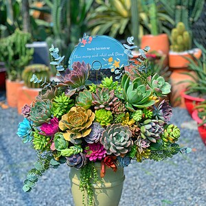 chậu sen đá lớn