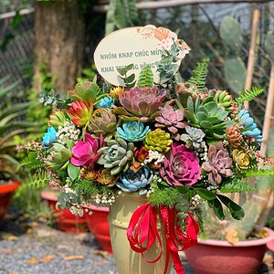 chậu sen đá lớn