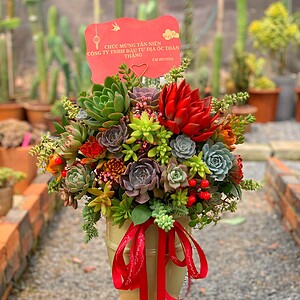 chậu sen đá lớn