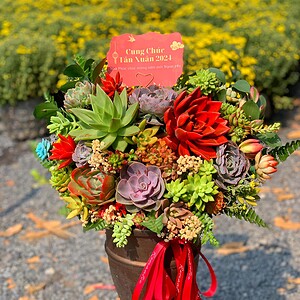 chậu sen đá lớn