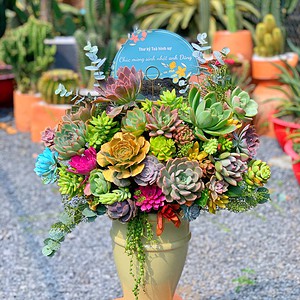 chậu sen đá lớn