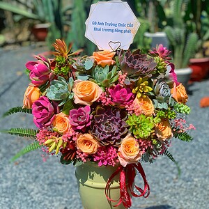 chậu sen đá lớn