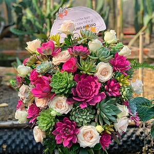 Chậu sen đá trung