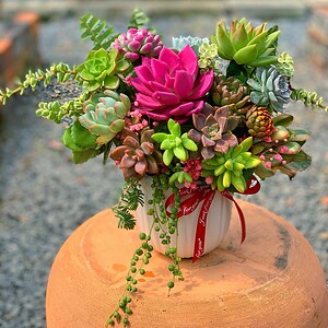 Chậu sen đá trung