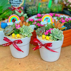 Chậu tiểu cảnh sen đá ly nhỏ