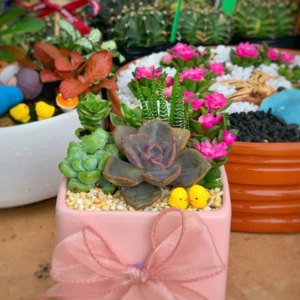 chậu tiểu cảnh sen đá chữ nhật nhỏ