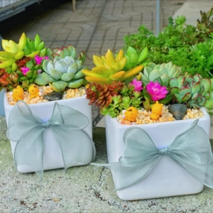 chậu tiểu cảnh sen đá chữ nhật nhỏ