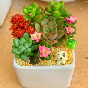 chậu tiểu cảnh sen đá chữ nhật nhỏ