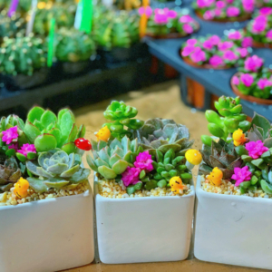 chậu tiểu cảnh sen đá chữ nhật nhỏ