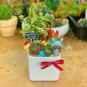 chậu tiểu cảnh sen đá chữ nhật nhỏ