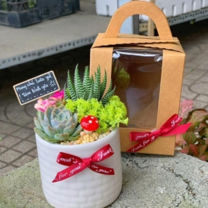 Chậu tiểu cảnh sen đá chum hoặc trụ nhỏ