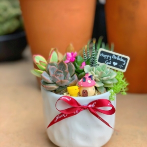 Chậu tiểu cảnh sen đá chum hoặc trụ nhỏ