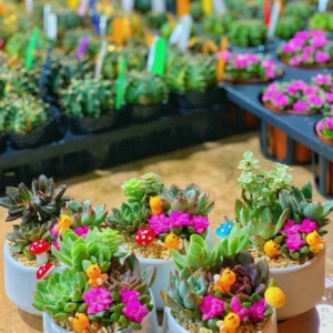 chậu tiểu cảnh sen đá nhỏ