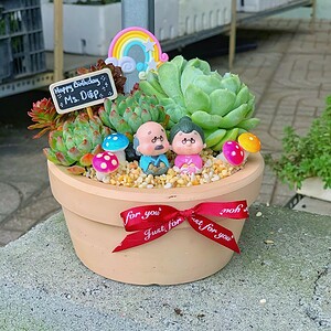 chậu tiểu cảnh sen đá nhỏ