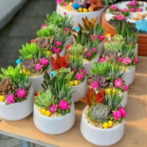 chậu tiểu cảnh sen đá nhỏ