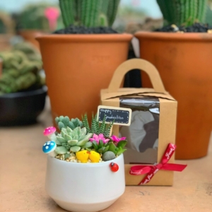 chậu tiểu cảnh sen đá nhỏ