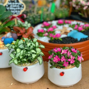 tiểu cảnh sen đá xương rồng nhỏ