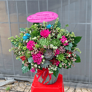 chậu tiểu cảnh sen đá xương rồng