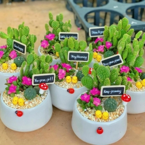 tiểu cảnh sen đá xương rồng nhỏ