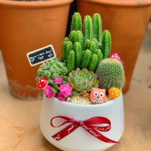 tiểu cảnh sen đá xương rồng nhỏ