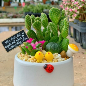 tiểu cảnh sen đá xương rồng nhỏ