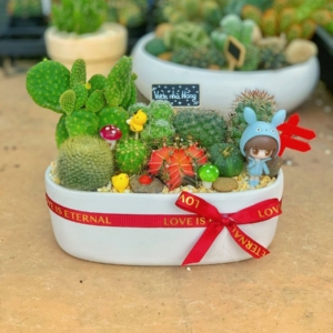 chậu xương rồng thuyền