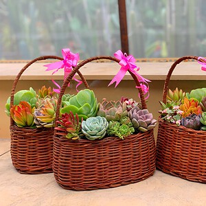 giỏ sen đá màu nâu