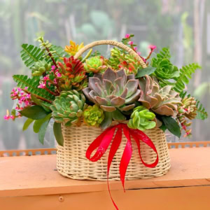 giỏ sen đá màu trắng