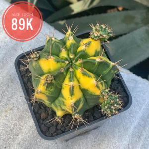 Xương rồng Gym lem big size