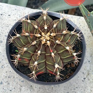 Xương rồng Gym lem big size