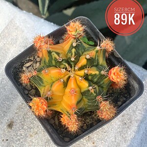 Xương rồng Gym lem big size