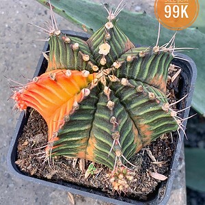 Xương rồng Gym lem big size