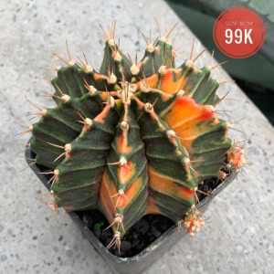 Xương rồng Gym lem big size