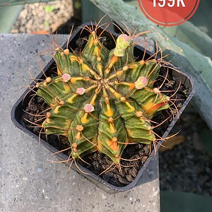 Xương rồng Gym lem big size