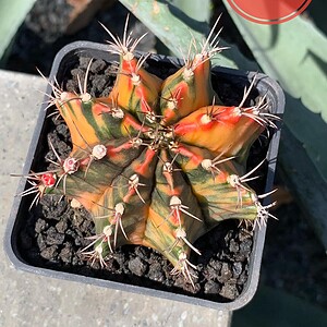 Xương rồng Gym lem big size