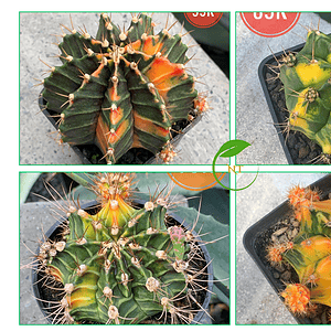 Xương rồng Gym lem big size