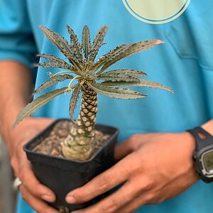 Xương rồng mặt trời chỉ