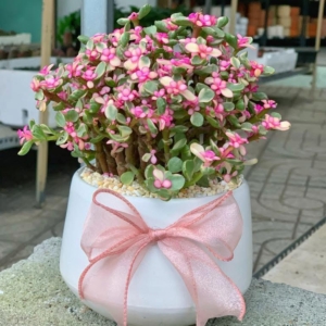 Quà tặng 20/11 cho cô giáo