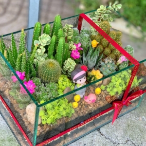 terrarium sen đá xương rồng lớn
