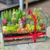 terrarium sen đá xương rồng lớn