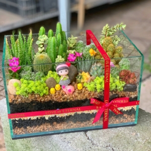 terrarium sen đá xương rồng lớn