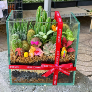 terrarium sen đá xương rồng