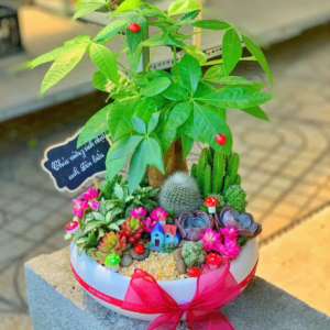 Chậu Tiểu cảnh Kim ngân để bàn 3 thân