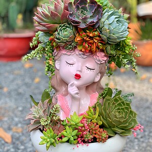 chậu tiểu cảnh sen đá cô gái lớn