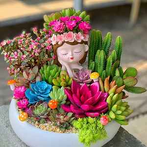 tiểu cảnh sen đá xương rồng