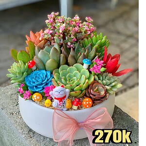 tiểu cảnh sen đá xương rồng