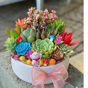 tiểu cảnh sen đá xương rồng