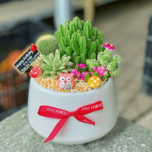 chậu tiểu cảnh sen đá xương rồng