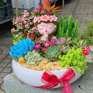 chậu tiểu cảnh sen đá xương rồng cô gái