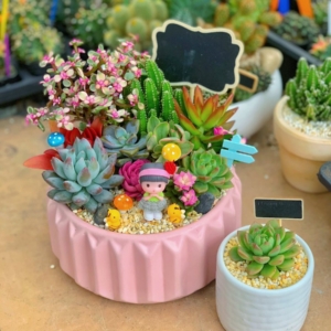 tiểu cảnh sen đá xương rồng đẹp